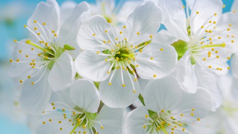 White flowers of a cherry blossom on a cherry tree close up. Time lapse video of the blossoming of white petals of a cherry flower. Macro. Nature. Creative timelapse. Stock Video